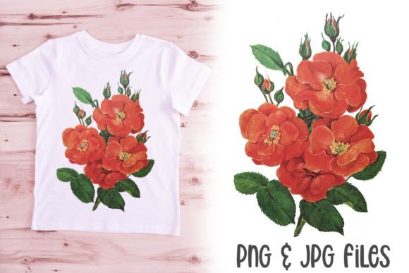 Download Vintage Rose Illustration PNG Flower Red - Rose illustration png Collection