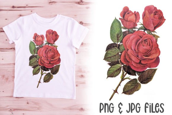 Download Red Vintage Rose Illustration PNG Flower - Rose illustration png Collection