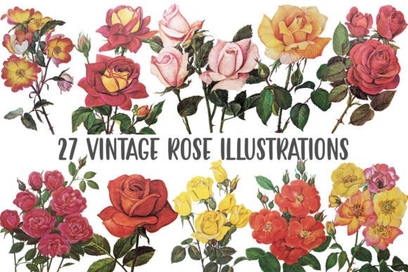 Download 27 Vintage Rose Illustration PNG Flower - Rose illustration png Collection